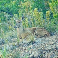 Huemul