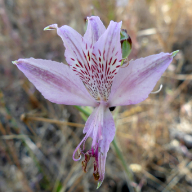 Lirio de San Sebastián